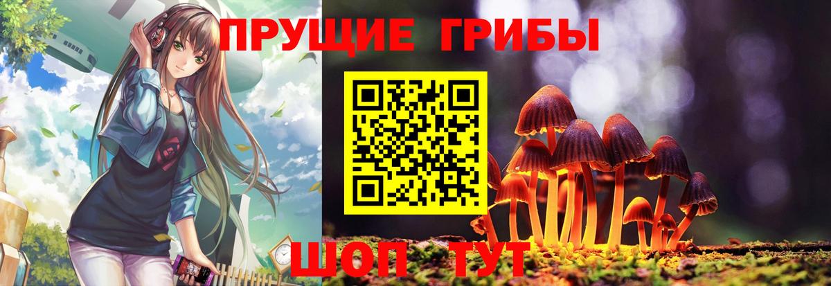 Псилоцибиновые грибы Psilocybe Кызыл